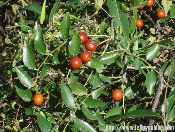 解字石路边的酸枣