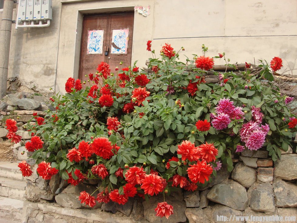 街边房前的大丽花