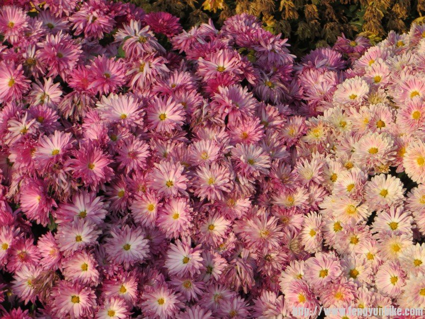 照片 2829_conew1.jpg