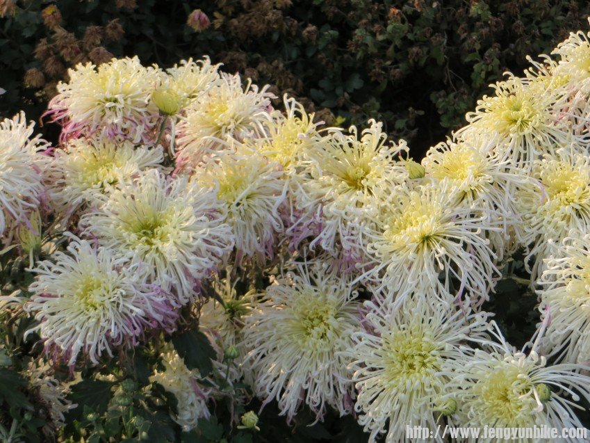 照片 2832_conew1.jpg