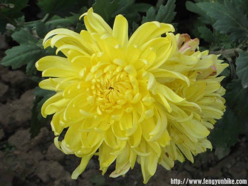 照片 2835_conew1.jpg