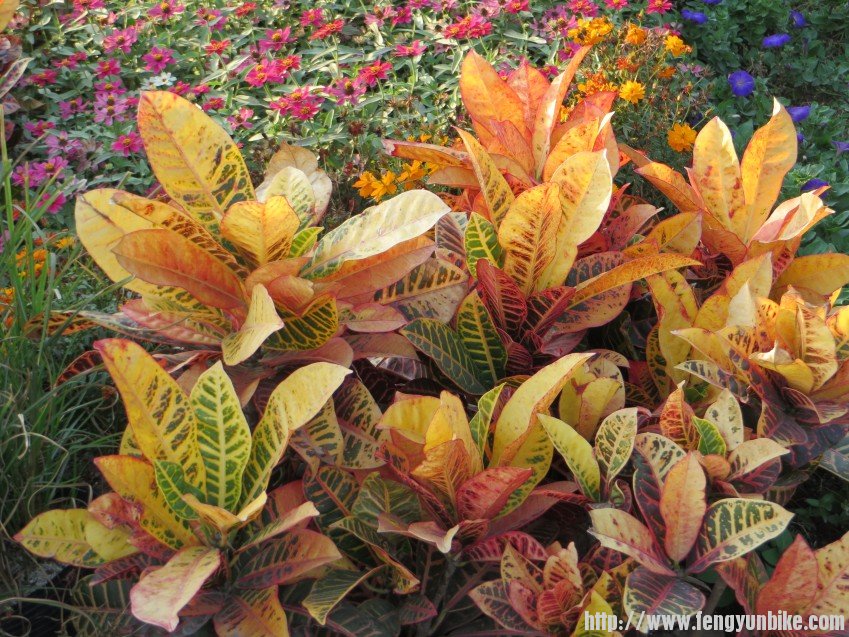 照片 2845_conew1.jpg