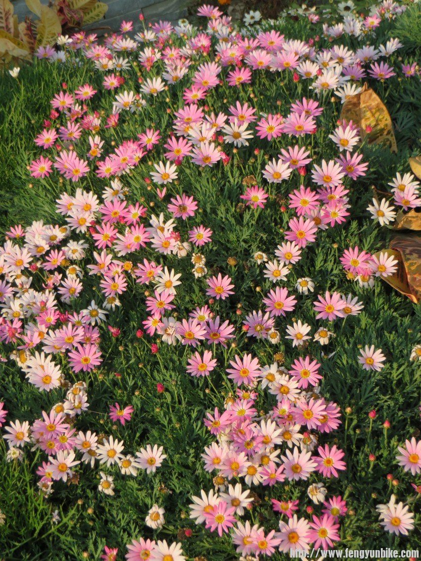 照片 2847_conew1.jpg