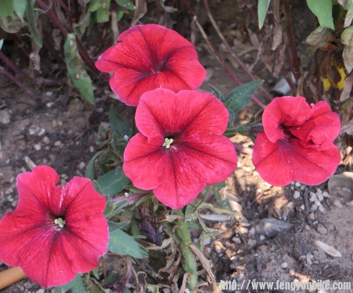 照片 2851_conew1.jpg