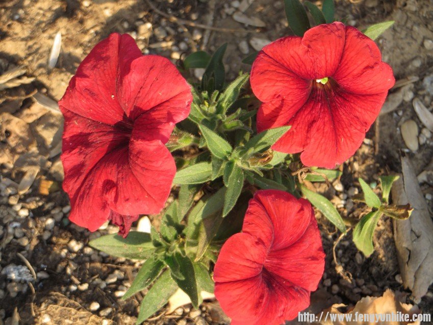 照片 2853_conew1.jpg