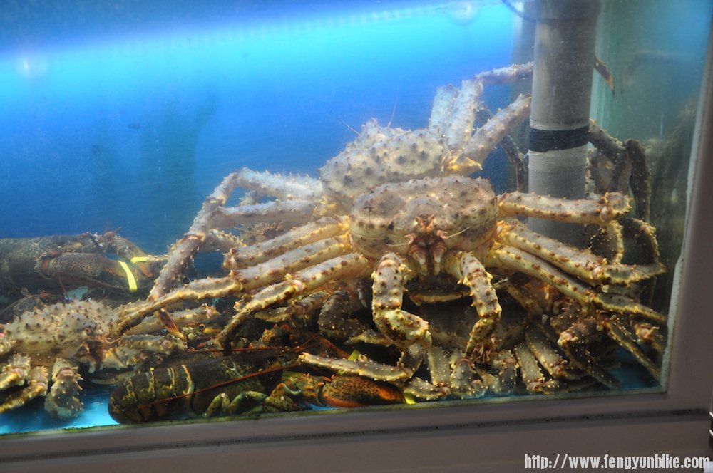 07-03帝王蟹.JPG