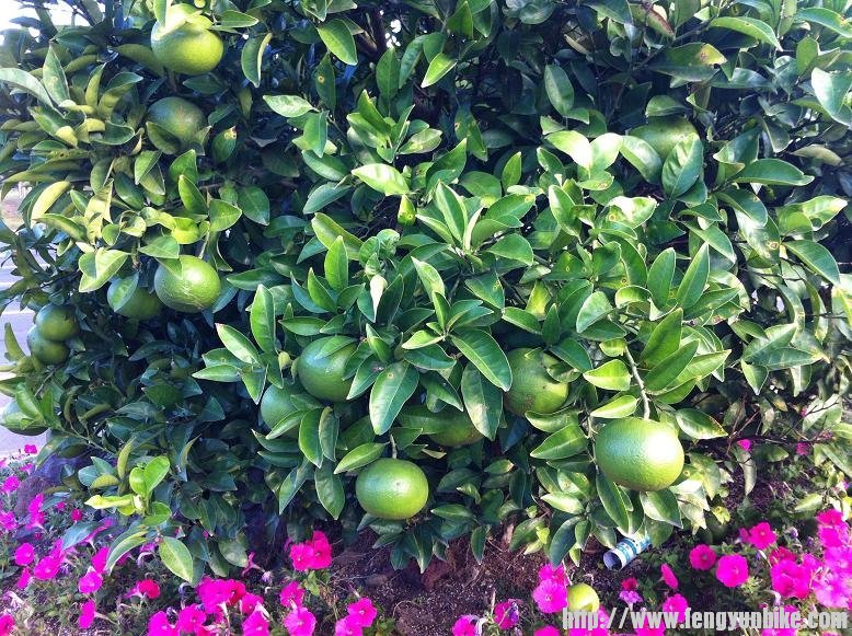 生长在济州岛马路边的桔子