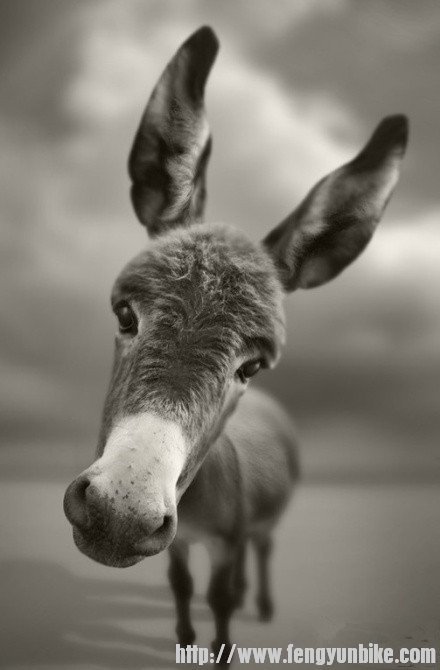 驴.jpg