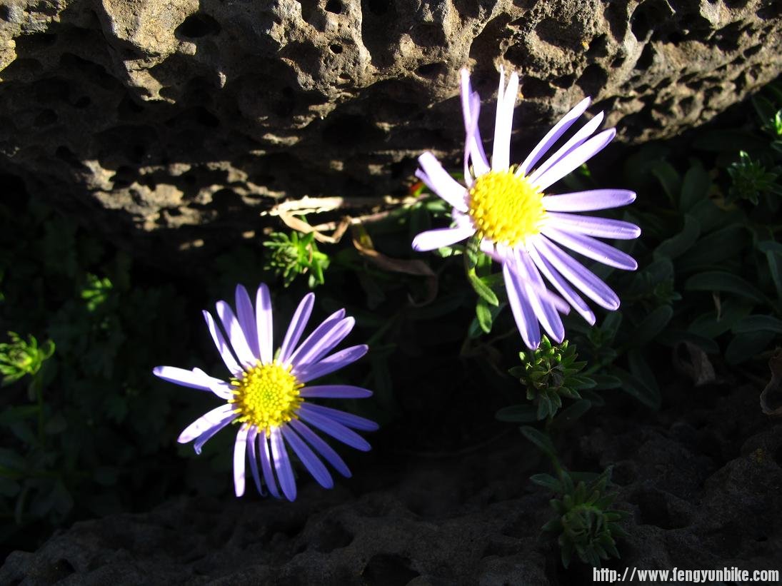 绽放，早上风很大，大家都加了衣服，继续骑车环岛，走，看海去
