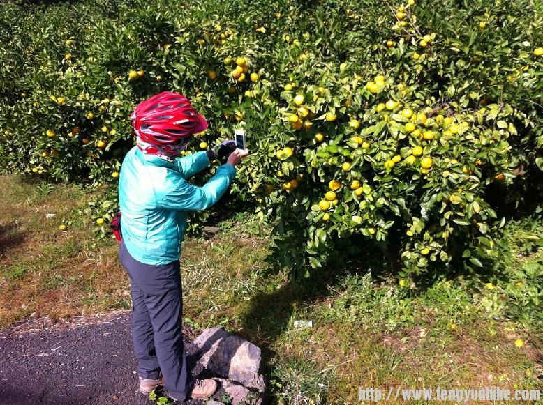 挂满枝头的桔子很是诱人