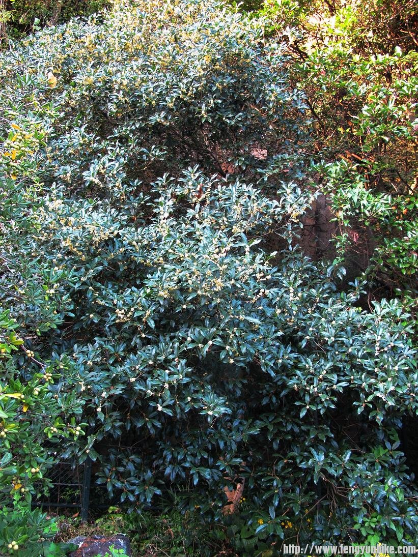 进门不远处有棵桂花树，闻香而至