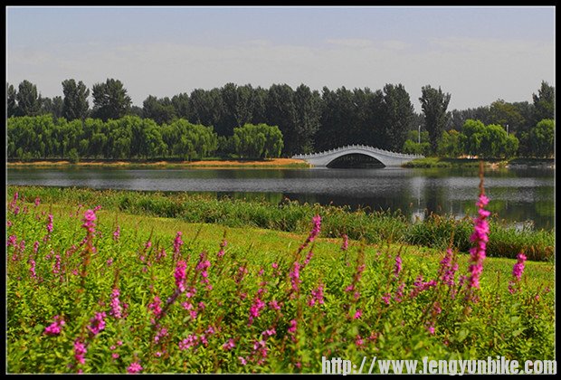 远眺银枫秋实景区