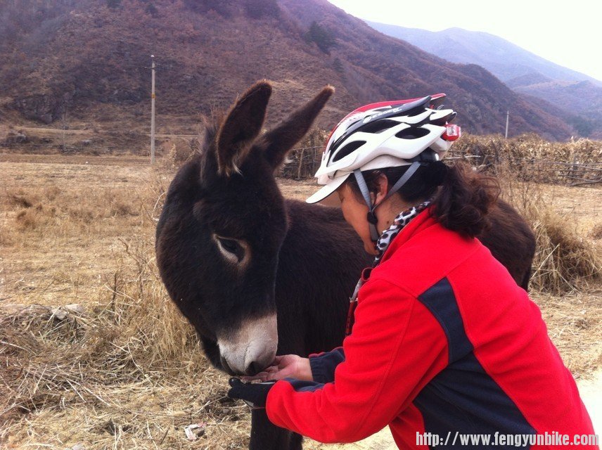 小毛驴2.jpg