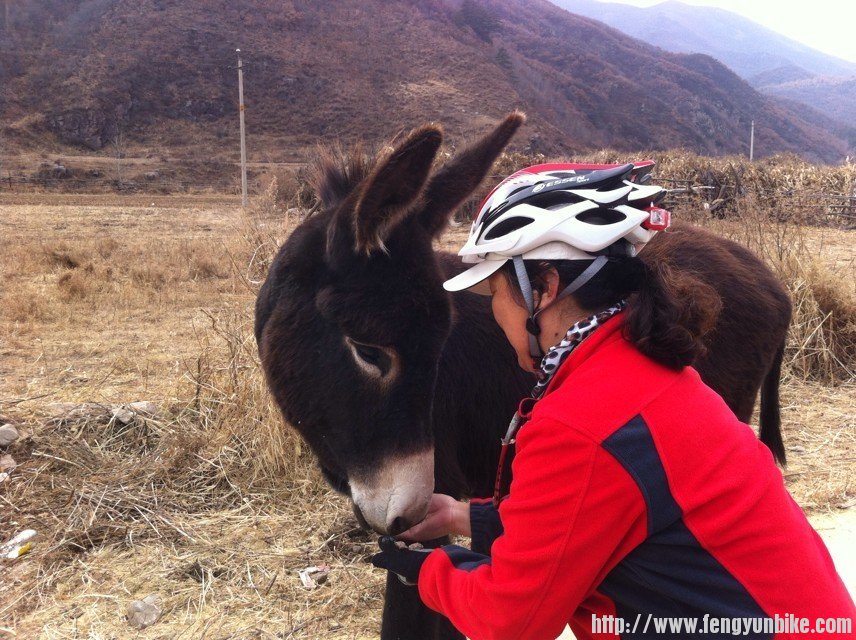 小毛驴3.jpg