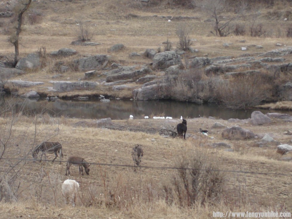 回来的路上萝卜总惦记抓只大鹅晚餐