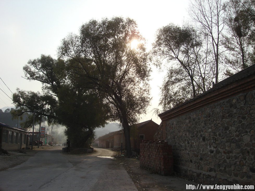 这棵老柳树很神奇，看着树龄一顶几百年了居然枝叶繁茂树干紧实一点也没有镂空， ... ...