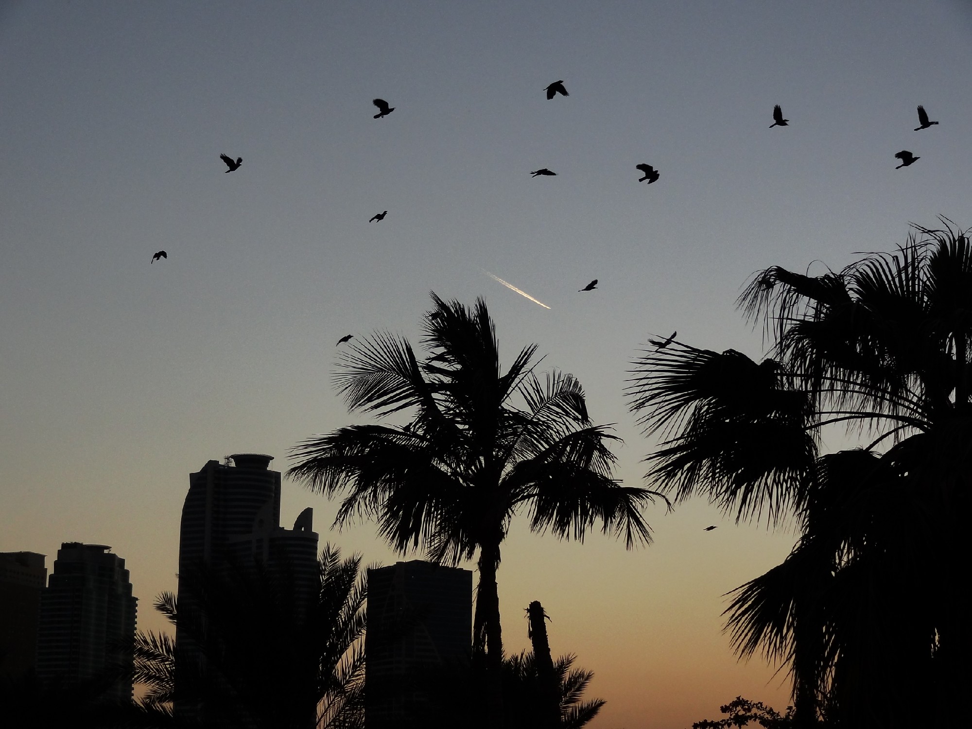 DSC01577 - 副本.JPG