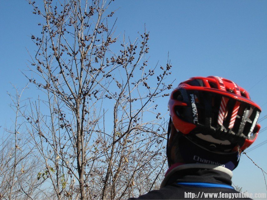 树上好多的黑枣呀