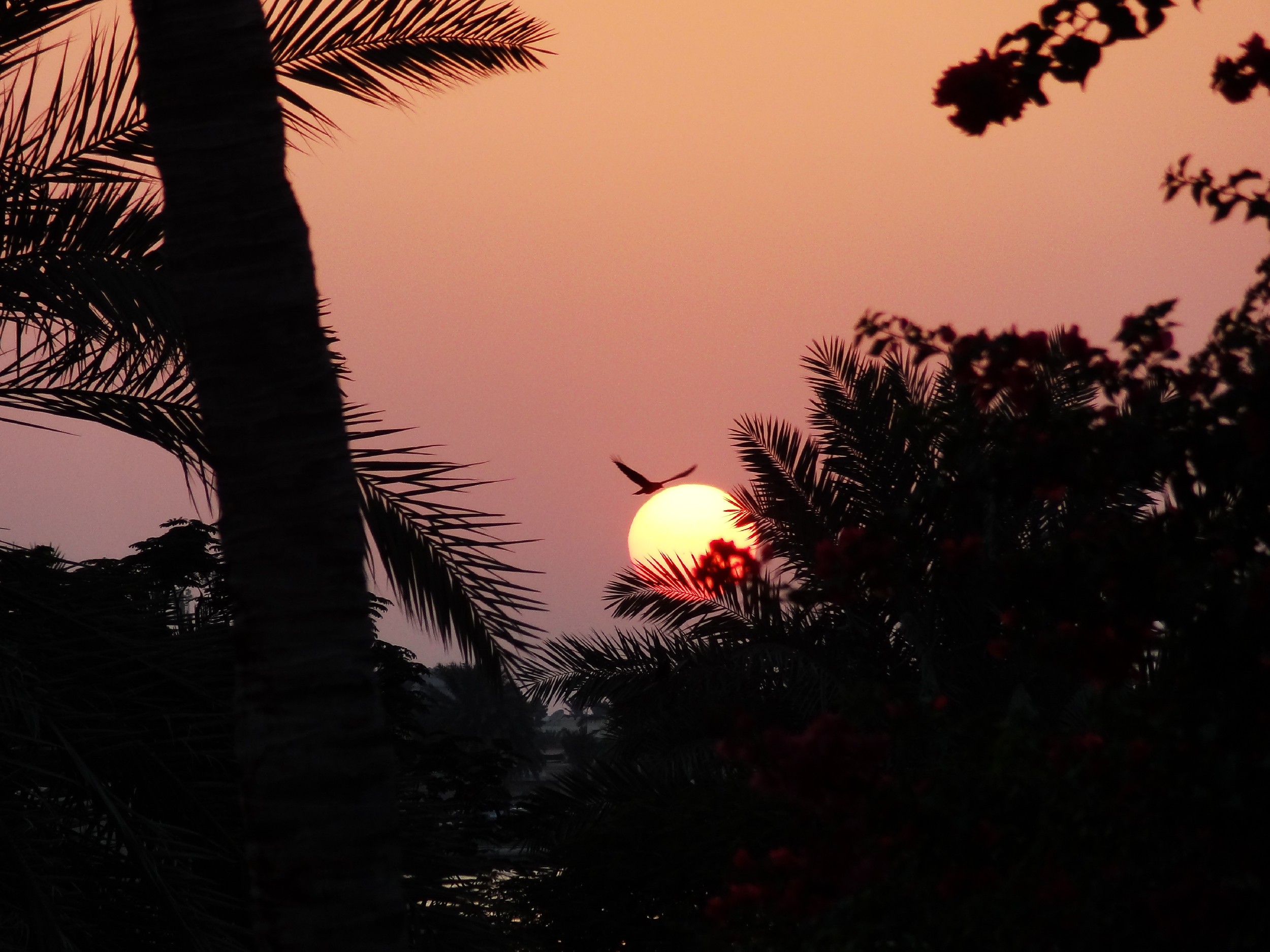 DSC01745 - 副本.JPG