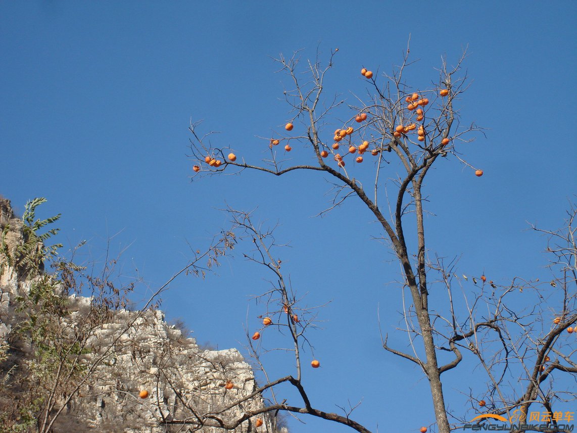 蓝天把柿子衬托的火红