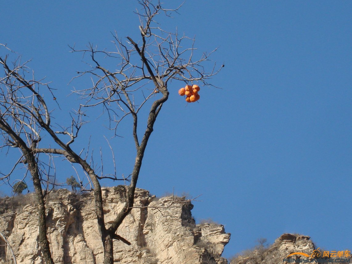 还有这样长的柿子呀，长成一堆了