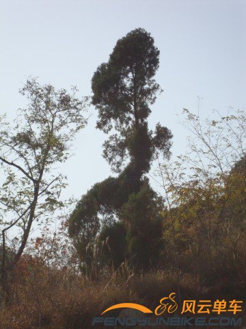 DSC07375 [原始大小].jpg