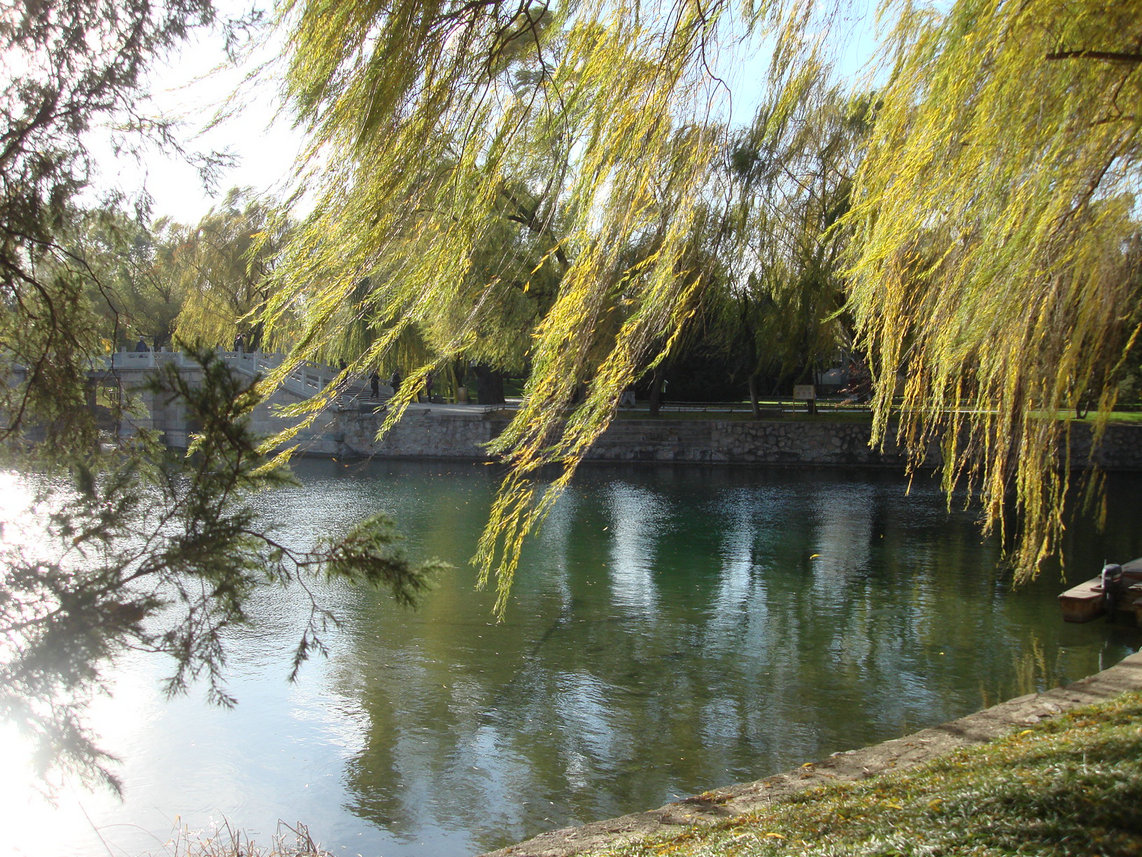 随风的岸柳已是金黄