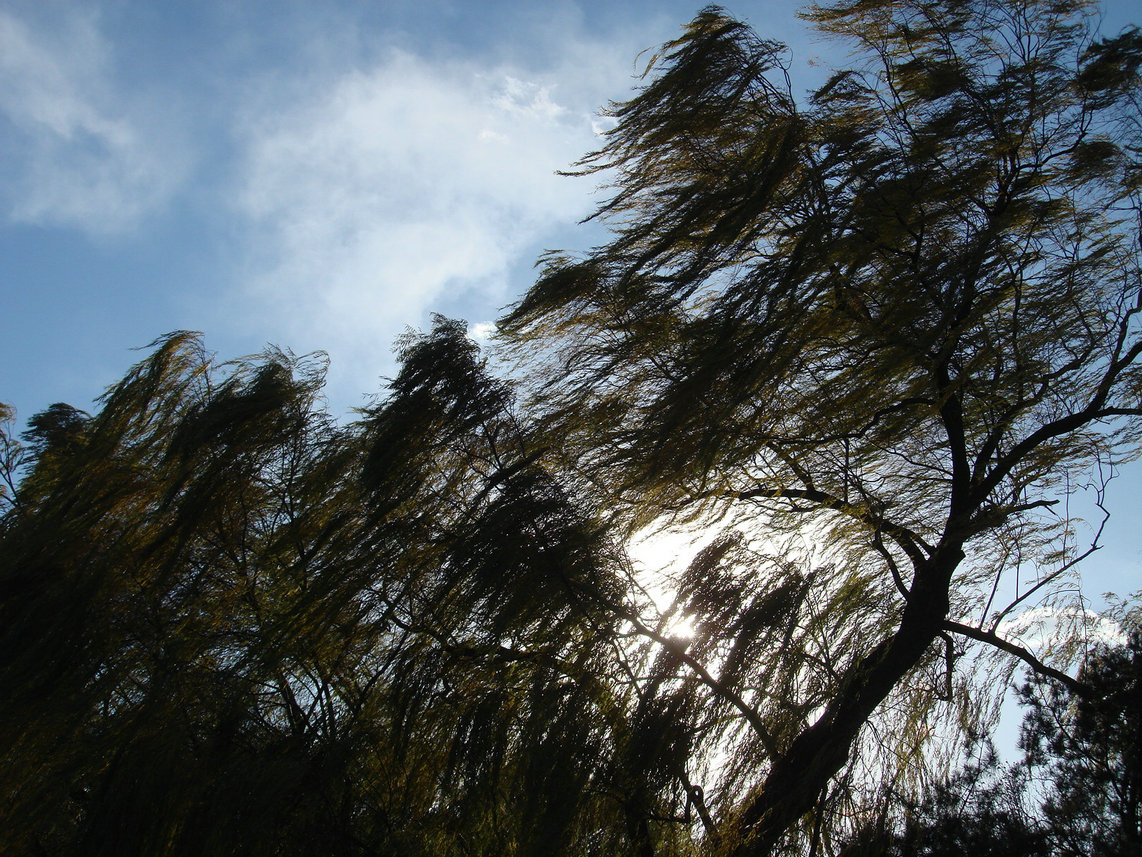 看到风不小了吧