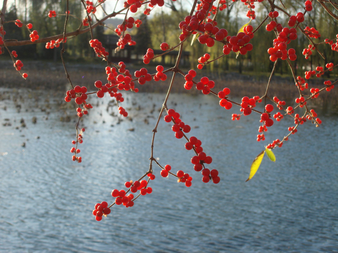 红豆豆鲜红欲滴