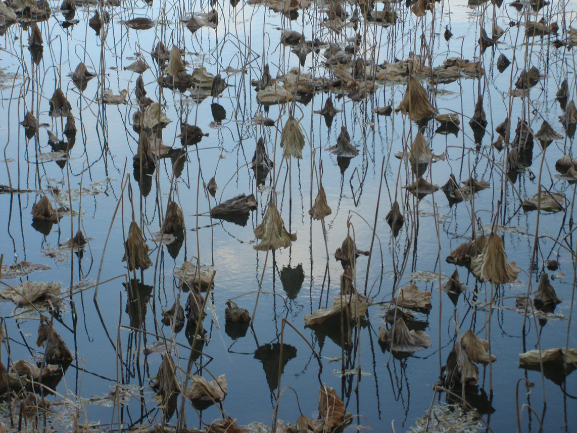 残荷也随风摇弋