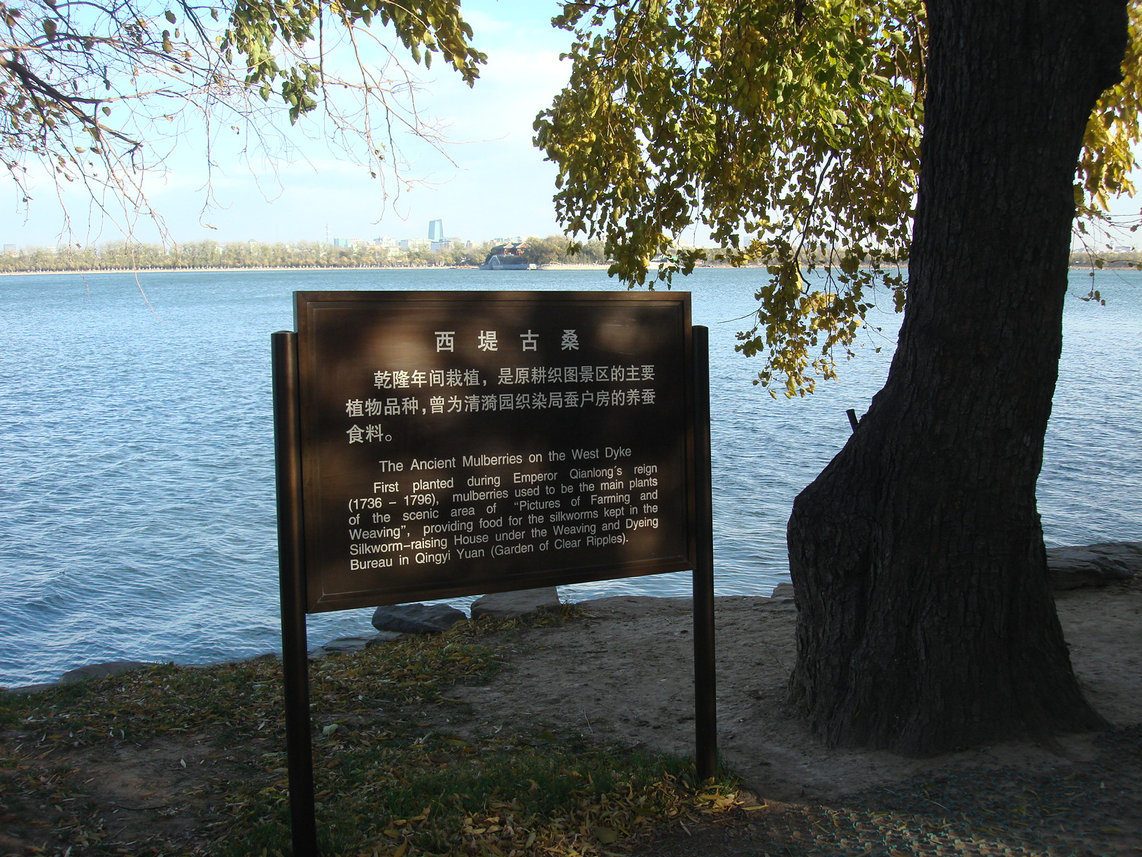 以前没注意是桑树