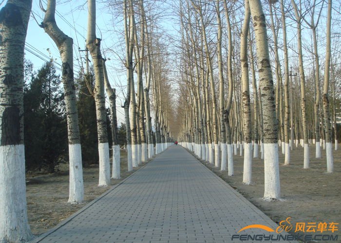 以前有段时间每天都骑车经过这段林间小路。