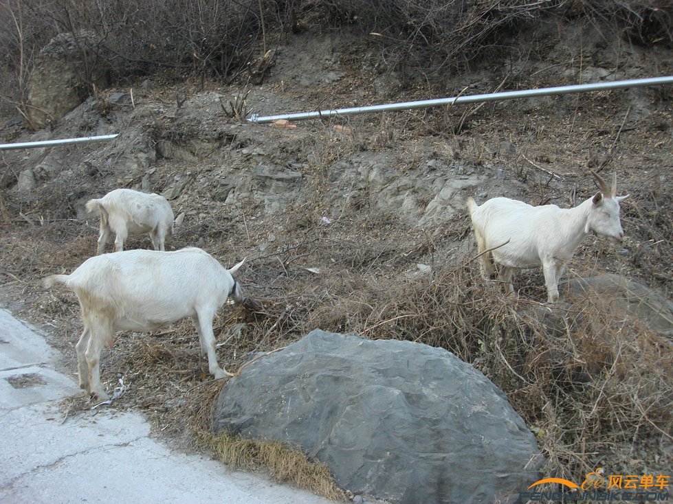 路边的羊听我和路人聊天，主人在下边喊也不理睬
