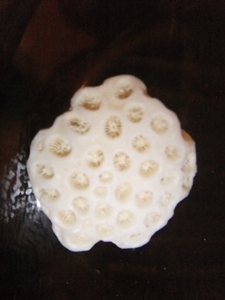 这是我捡的珊瑚礁石，很漂亮，就是不能带回大陆啊