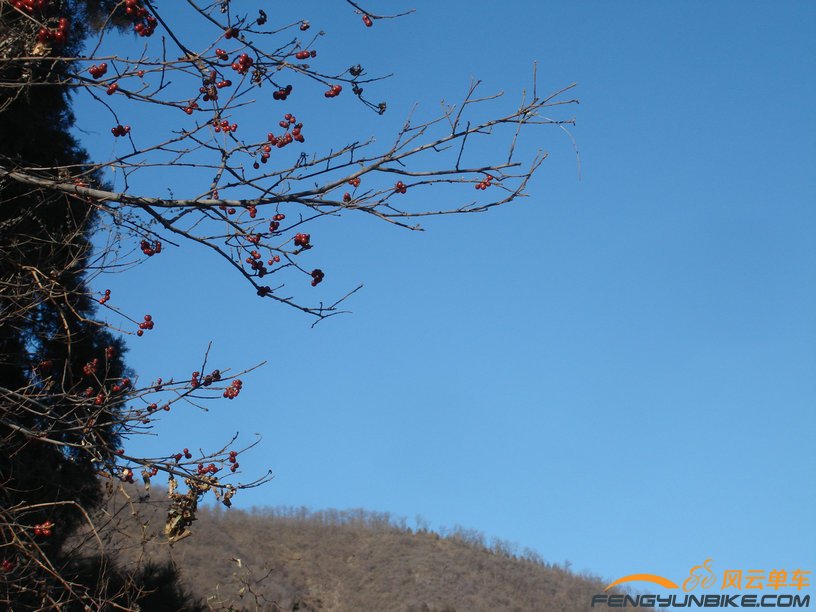 证明它就是这么长在山崖