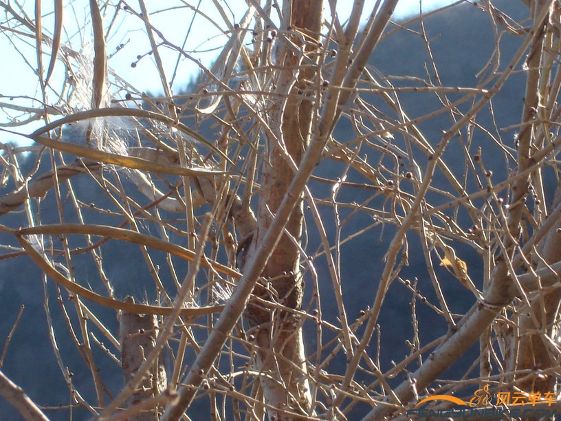 白绒绒的是植物的种子