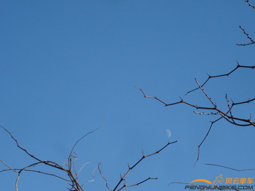 我把月亮挂在酸枣刺上了