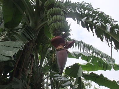 从未见过椰子花是什么样,嗨,就是这个啦