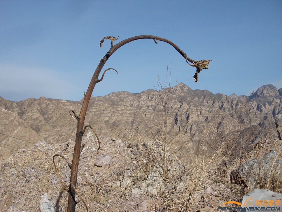 向日葵盘子被收获了