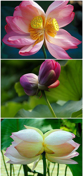 并蒂莲.jpg