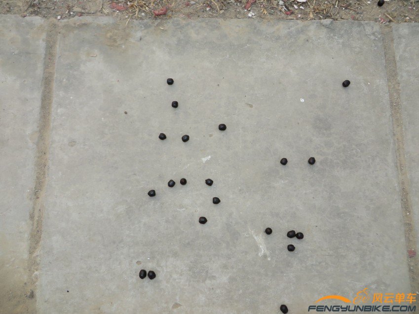 照片 4036_conew1.jpg