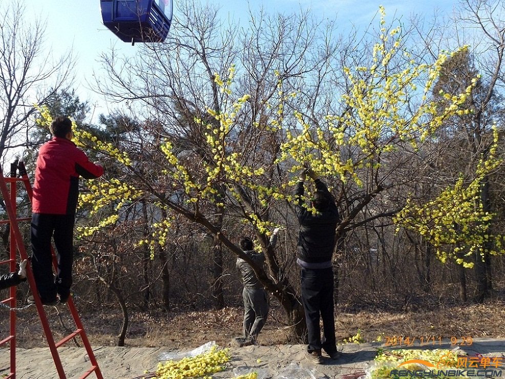 看这花，您别以为春天到了，这是人家用假花往树枝上绑呢，蒙你没商量