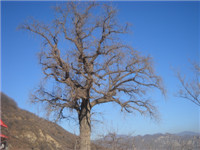 14年1月14日跟着毛委员三九战潭王玉女峰下观冰瀑 056.jpg