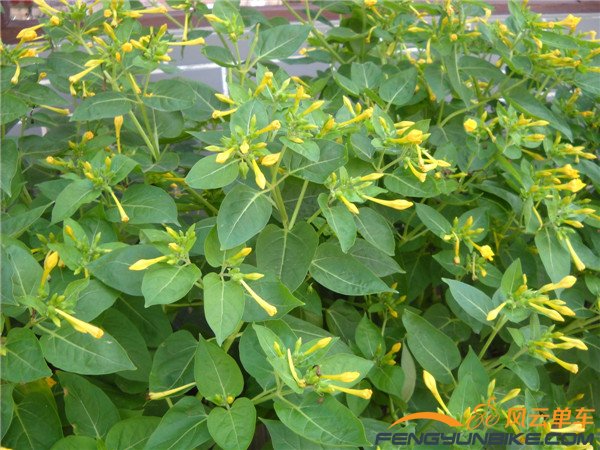 9月7日再骑玻璃台加东指壶 012.jpg