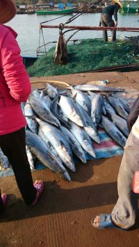 港北镇的清晨，刚刚出海打回来的大鱼