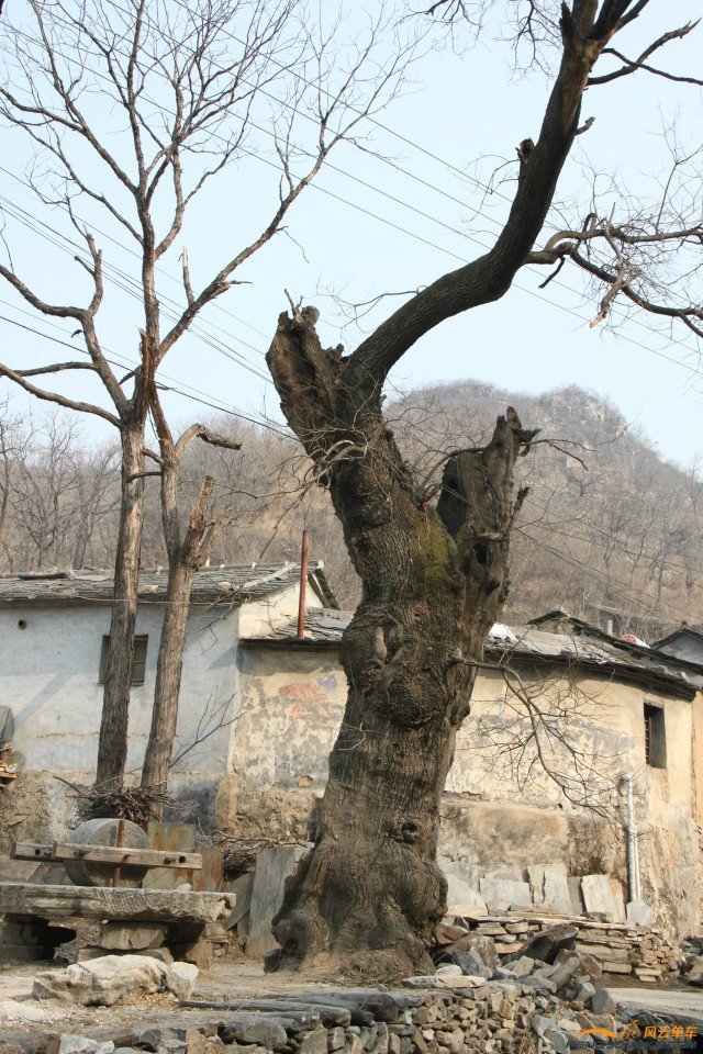 古树.jpg