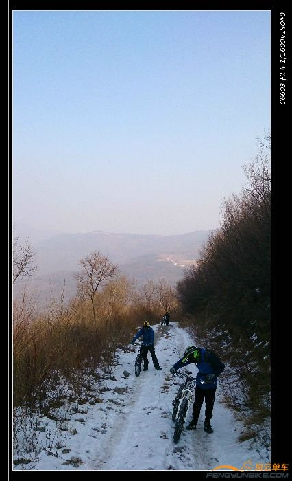 阴坡尚有雪,可以给菊花降温