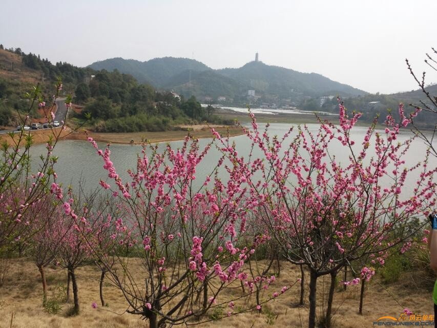 桃花岛的桃花树