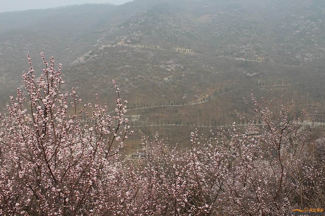 沿路的野桃花景