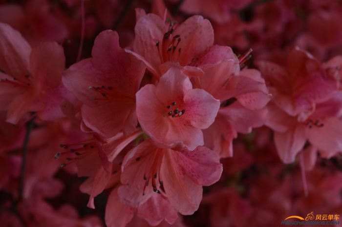 车友家里的映山红，漂亮吧